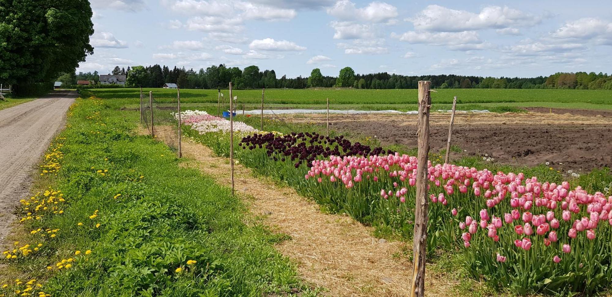 Moessebergs Vandrarhem Falköping Kültér fotó